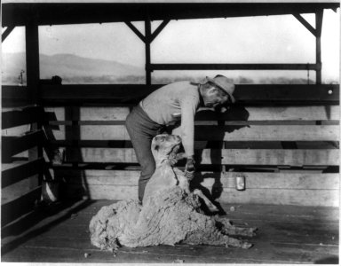 Man shearing a sheep in stall at headquarters of the San Emigdio Ranch, Kern County, Calif. LCCN2002699859