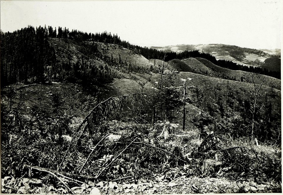 Makowka, Blick auf die eigene Stellung am Waldrand, Hintergrund Ostry. (BildID 15430890)