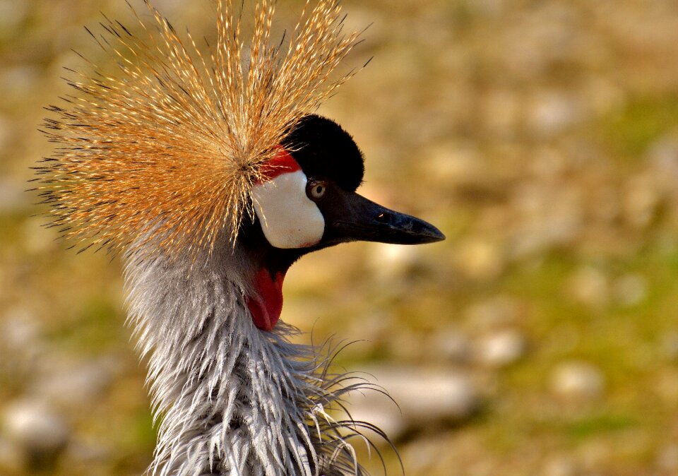 Feather colorful poultry