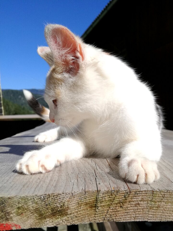 Portrait small young cat kitten