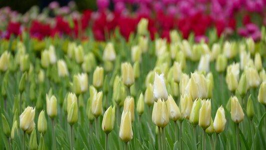 Plant garden tulip