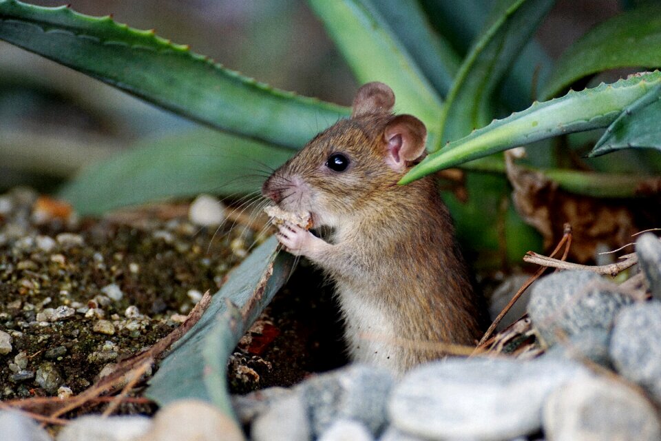 Cute rodent brown