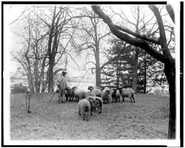 Man with sheep on White House lawn LCCN92511369