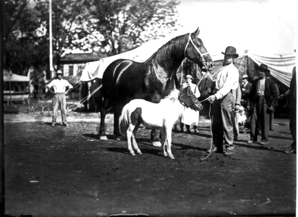 Man with two horses and pony at Oxford Street Fair ca. 1912 (3200490860)
