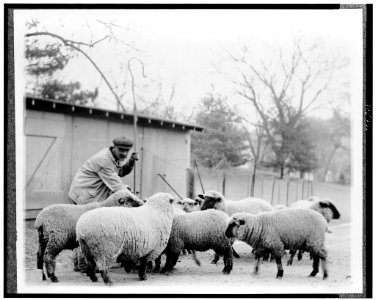 Man with White House sheep LCCN92511292