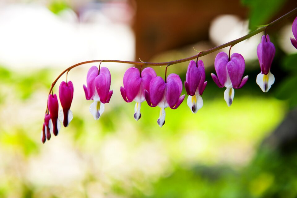 Nature plants landscape photo