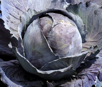 Cauliflower cabbage white cabbage