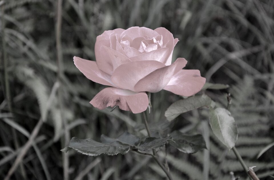 Image black pale pink plant nature