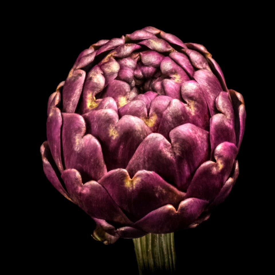 Health artichoke vegetables