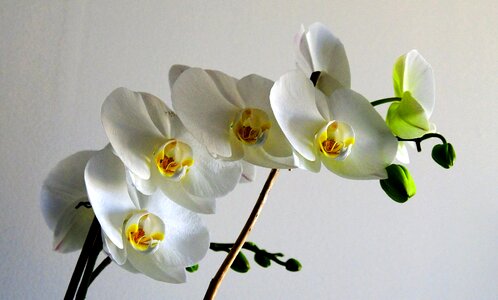 Nature plant orchid