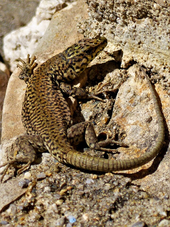 Animal lizard fauna