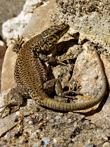 Animal lizard fauna