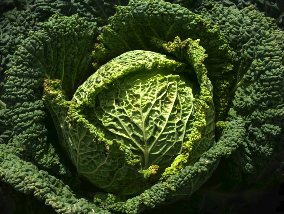 Plant welsch herb savoy cabbage