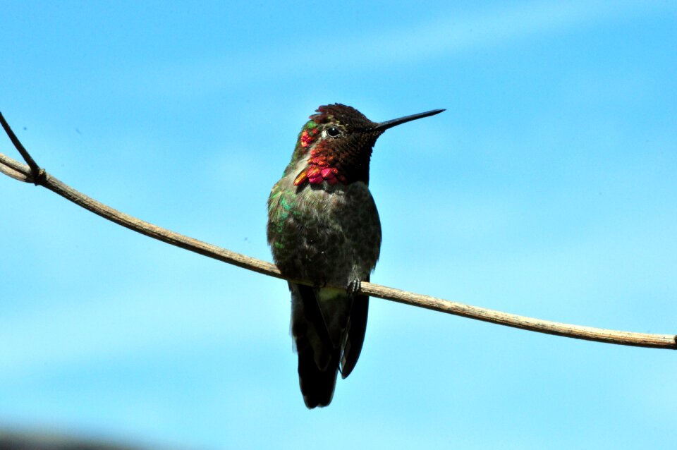 Wildlife nature animal