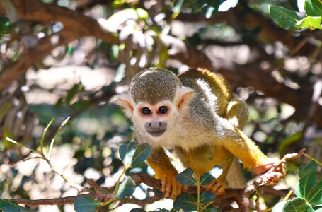 Monkey primate little