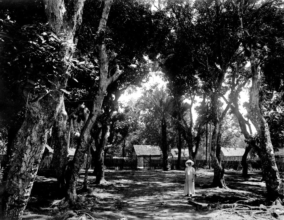 Mangoträden framför vårt hus. T.K. i trädgården. Fenerive. Madagaskar - SMVK - 021928
