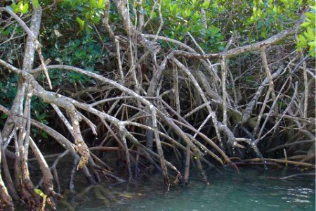 Mangrove forest in Loxahatchee, Florida photo