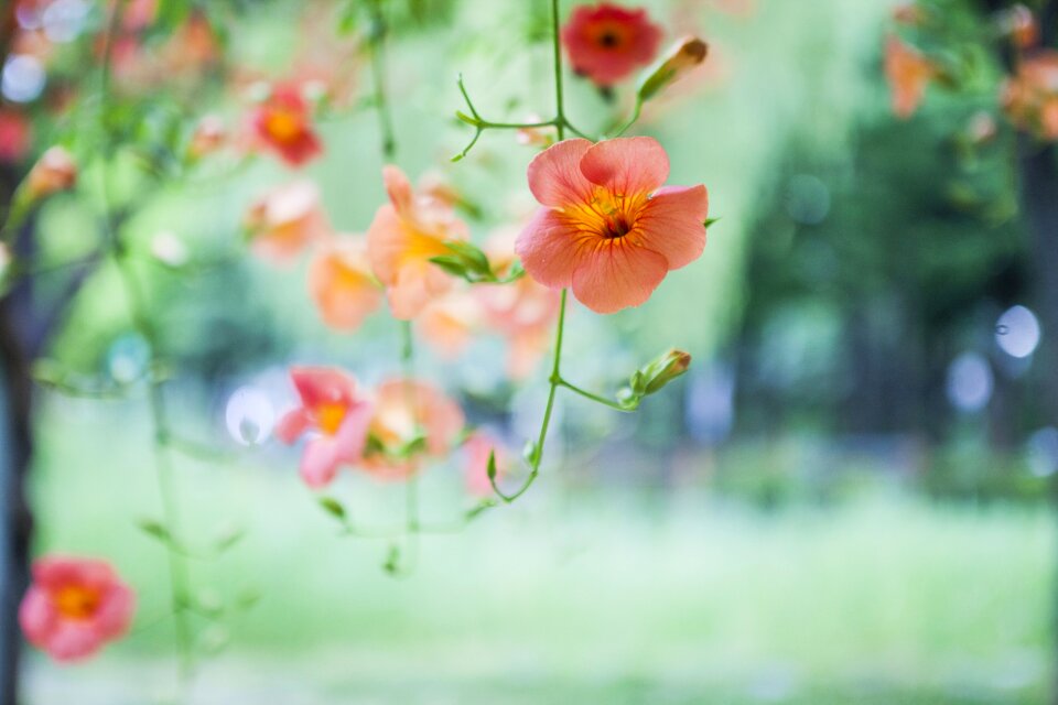 Campsis flowers spring flowers