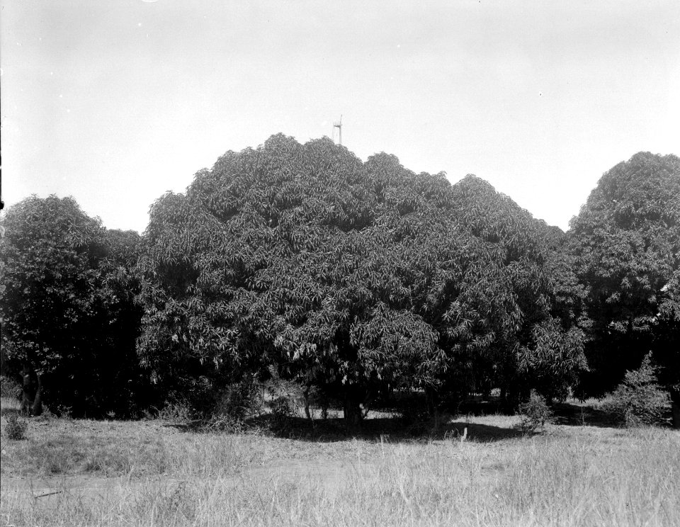 Manggasdunge. Majunga, Mahajanga. Madagaskar - SMVK - 021990