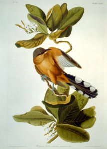 Mangrove Cuckoo LCCN2002718976