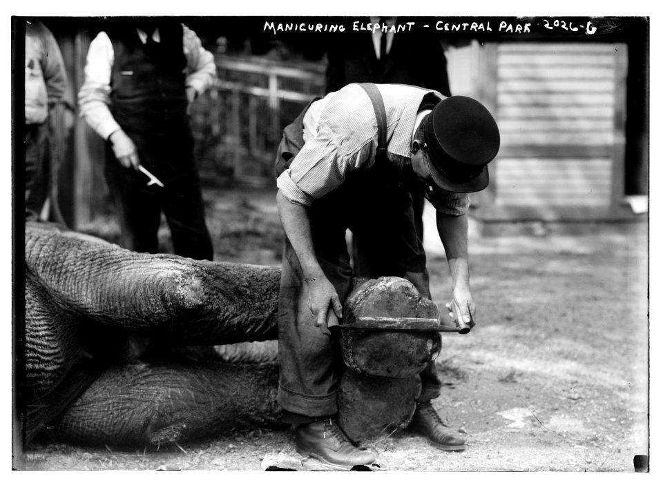 Manicuring elephants, Central Park LCCN2014688134