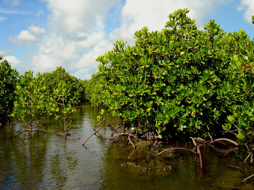 Mangroves growing in the coral rocks of the Guam coastline (line382896964)