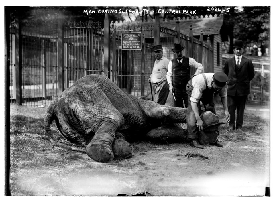 Manicuring elephants, Central Park LCCN2014688133