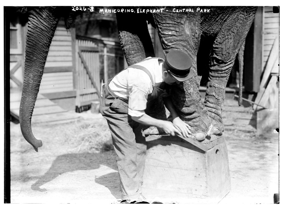 Manicuring elephants, Central Park LCCN2014688136