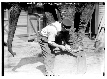 Manicuring elephants, Central Park LCCN2014688136