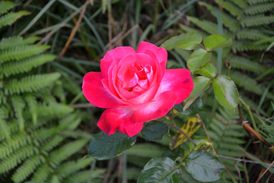 Color pink happiness valentine