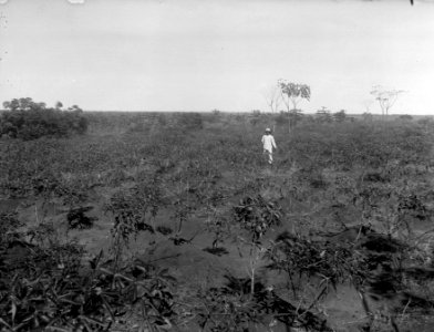 Maniokfält, 6 månader gammalt. S-te Marie de Marovoay. Madagaskar - SMVK - 021968