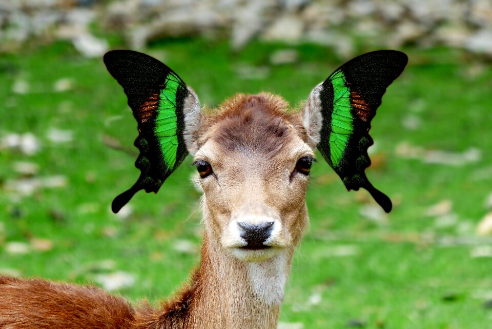 Nature mammal fallow deer