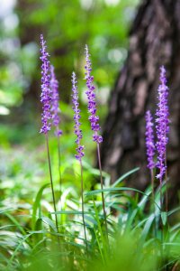 Nature affix see flowers