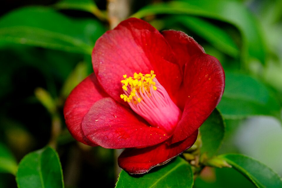 Camellia rajec jestrebi Free photos