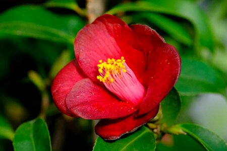 Camellia rajec jestrebi Free photos