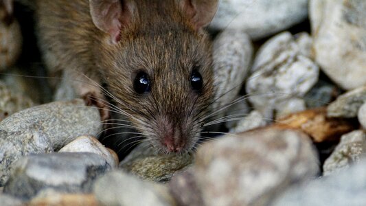 Cute rodent brown