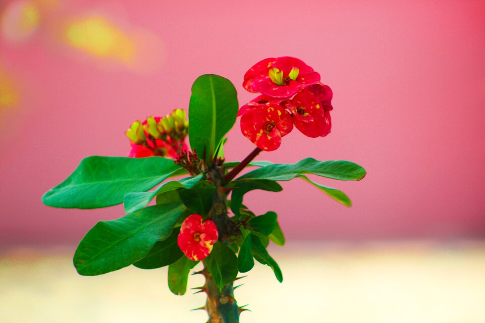 Red flower green