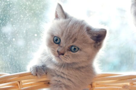 Pet cute little
