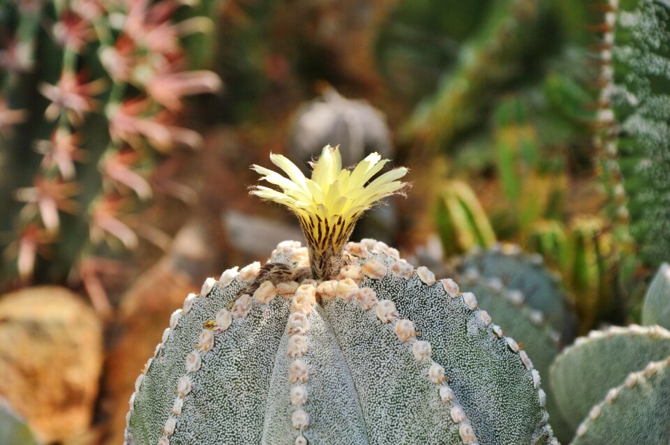 Bloom bloom green