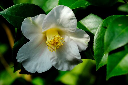 Camellia flowers Free photos