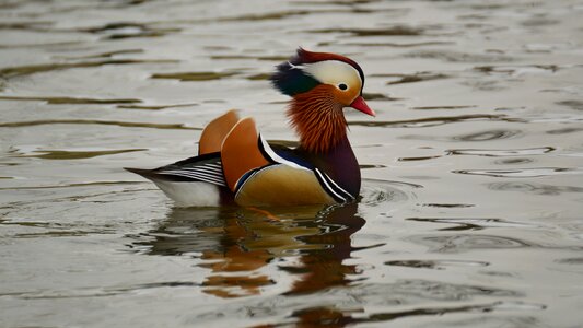 Color mandarin water