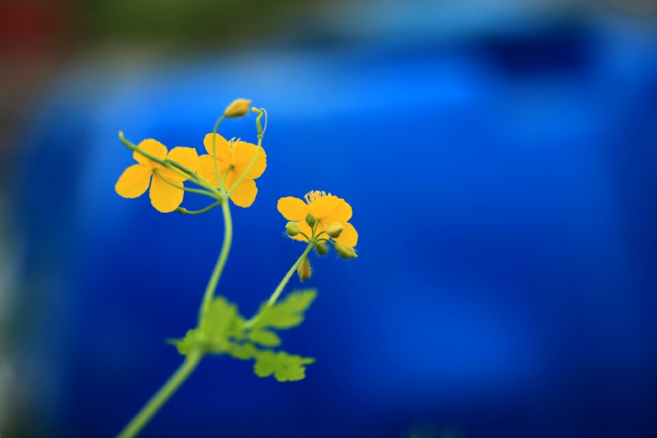 Nature affix yellow flower