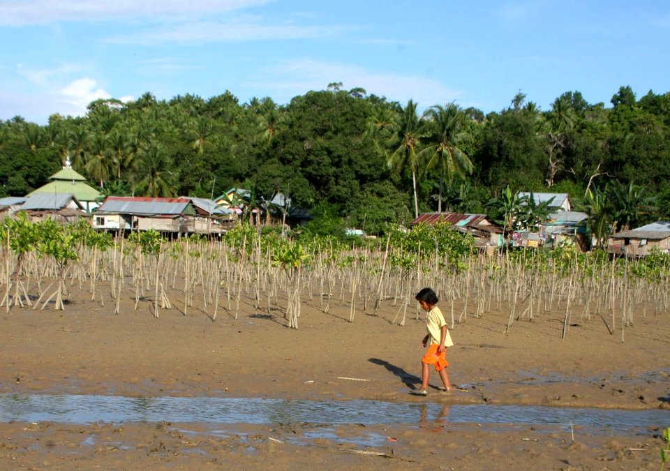 Mangroves in Southeast Sulawesi (17821831604)
