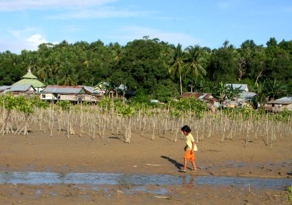 Mangroves in Southeast Sulawesi (17821831604)