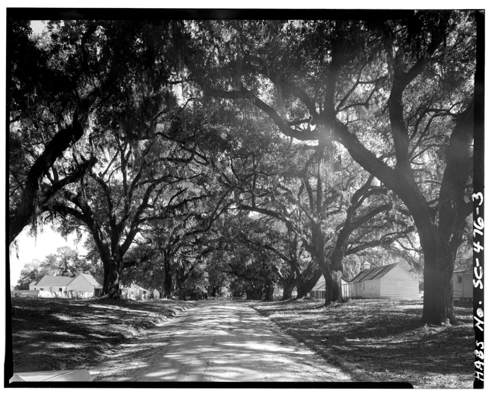 Mansfield Plantation driveway Georgetown County