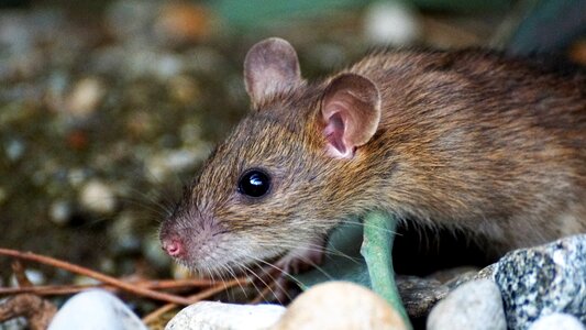Cute rodent brown