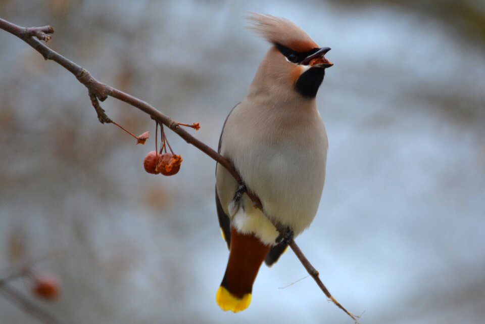 Nature outdoor animals