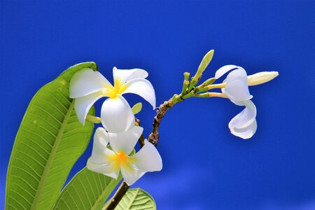 Nature flower plant