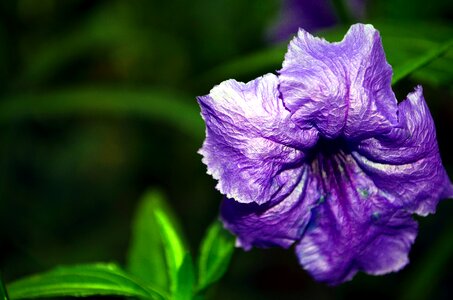 Flowers violet purple flower
