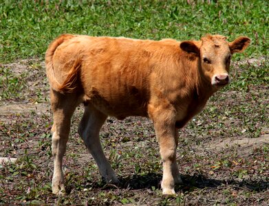 Riverbank mammal cattle photo
